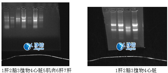 實驗結果